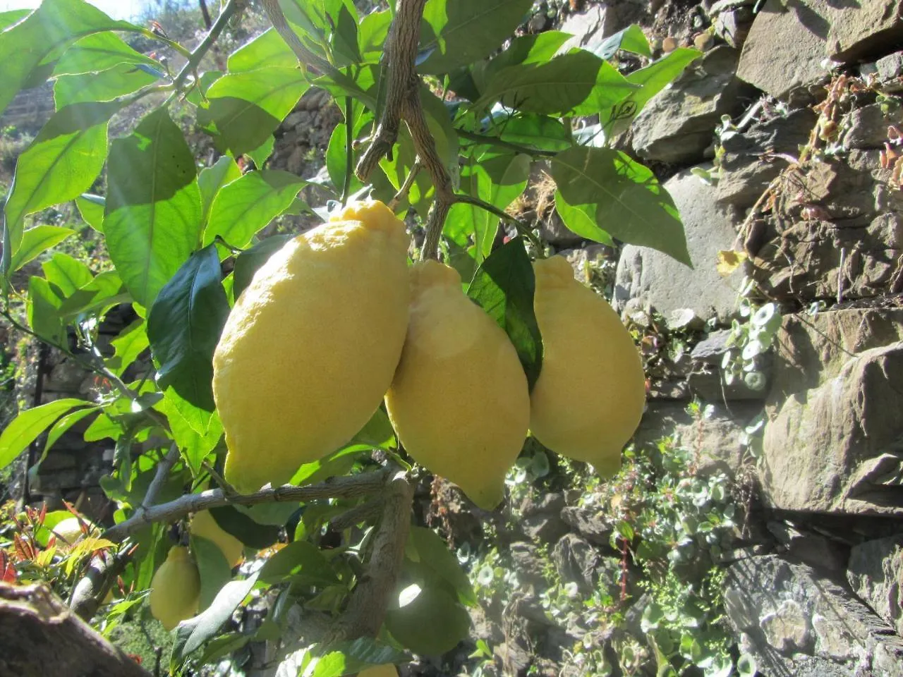 Affittacamere Da Paulin 马纳罗拉 意大利
